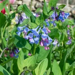 Mertensia Virginica -Garden Bloomy Shop x600 38013