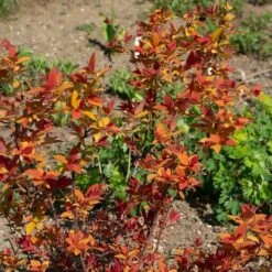Spiraea Japonica Double Play® Candy Corn® -Garden Bloomy Shop x600 38015