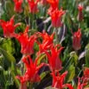Tulip 'Rigas Barikades' -Garden Bloomy Shop x600 38018