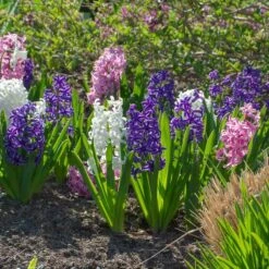 Hyacinthus May Day Bouquet Mix 12 Hyacinthus May Day Bouquet Mix -Garden Bloomy Shop x600 38025