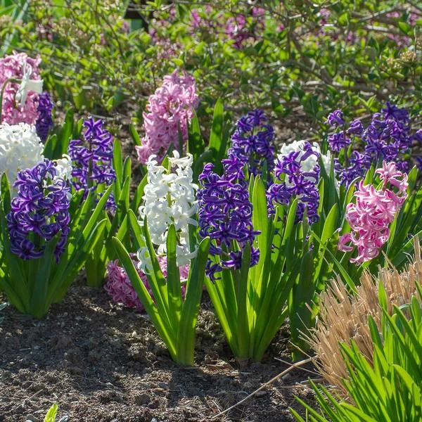 Hyacinthus May Day Bouquet Mix 7 Hyacinthus May Day Bouquet Mix - Image 5