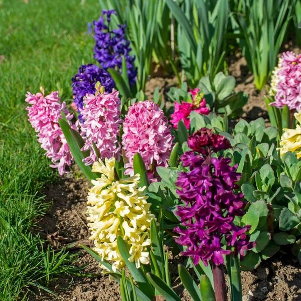 Vivid Hyacinth Mix 8 Vivid Hyacinth Mix - Image 6