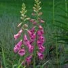 Digitalis Purpurea 'Candy Mountain' -Garden Bloomy Shop x600 38033