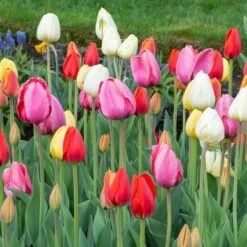 White Flower Farm Classic Perennial Tulip Mix -Garden Bloomy Shop x600 38084