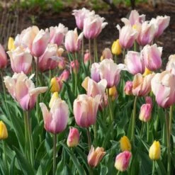 Tulip 'Blushing Impression' -Garden Bloomy Shop x600 38103