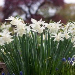 Narcissus 'Thalia' -Garden Bloomy Shop x600 38108