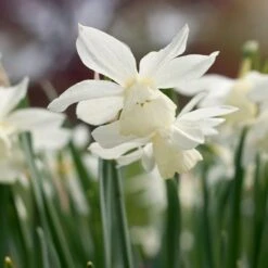 Narcissus 'Thalia' -Garden Bloomy Shop x600 38109