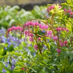 Dicentra Spectabilis 12 Dicentra Spectabilis -Garden Bloomy Shop x600 38115