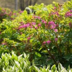 Dicentra Spectabilis 13 Dicentra Spectabilis -Garden Bloomy Shop x600 38116