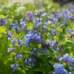Mertensia Virginica -Garden Bloomy Shop x600 38118