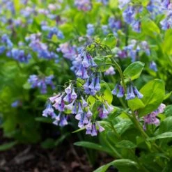 Mertensia Virginica -Garden Bloomy Shop x600 38119