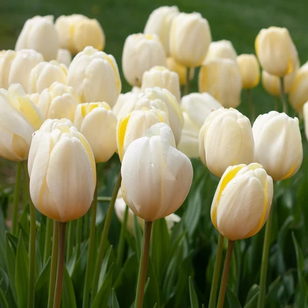 White Flower Farm Ivory Perennial Tulip 5 White Flower Farm Ivory Perennial Tulip - Image 3