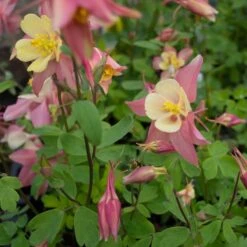 Aquilegia 'Swan Pink And Yellow' -Garden Bloomy Shop x600 38143