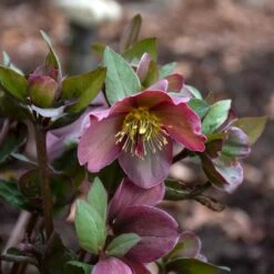 Helleborus Frostkiss® Pippa's Purple 6 Helleborus Frostkiss® Pippa's Purple -Garden Bloomy Shop x600 38147