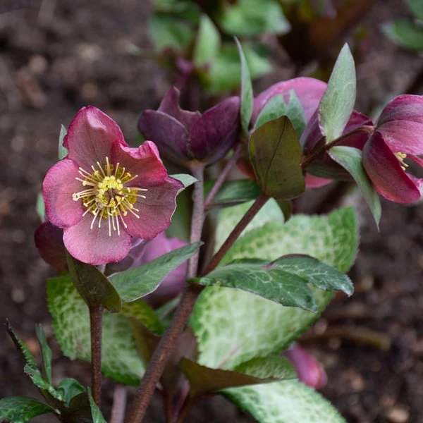 Helleborus Frostkiss® Penny's Pink 4 Helleborus Frostkiss® Penny's Pink - Image 2