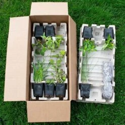 Start A Garden For Butterflies -Garden Bloomy Shop x600 38179