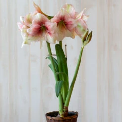 Antique Gold Amaryllis Stake -Garden Bloomy Shop x600 38265