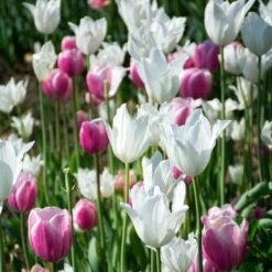 Tulip 'White Triumphator' -Garden Bloomy Shop x600 38294
