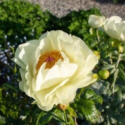 Peony 'Lemon Chiffon' -Garden Bloomy Shop x600 38445