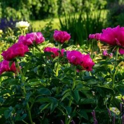 Peony 'Paula Fay' -Garden Bloomy Shop x600 38446