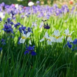 Wings Over Water Siberian Iris Collection -Garden Bloomy Shop x600 38473