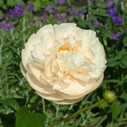 Peony 'Pastelegance' -Garden Bloomy Shop x600 38485