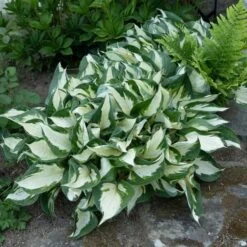 Hosta 'Fire And Ice' -Garden Bloomy Shop x600 38486