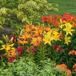 Lilium True Colors Mix For Naturalizing -Garden Bloomy Shop x600 38498