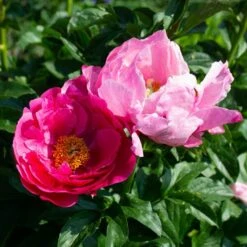 Peony 'Paula Fay' -Garden Bloomy Shop x600 38529