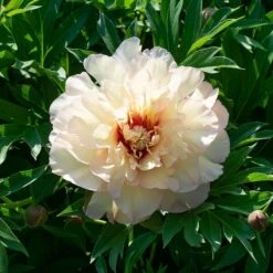 Peony 'Scrumdidleumptious' - Itoh Peony -Garden Bloomy Shop x600 38531