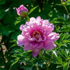 Peony 'Morning Lilac' - Itoh Peony 6 Peony 'Morning Lilac' - Itoh Peony -Garden Bloomy Shop x600 38532