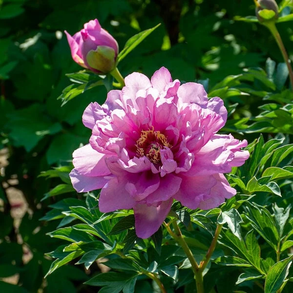 Peony 'Morning Lilac' - Itoh Peony 4 Peony 'Morning Lilac' - Itoh Peony - Image 2