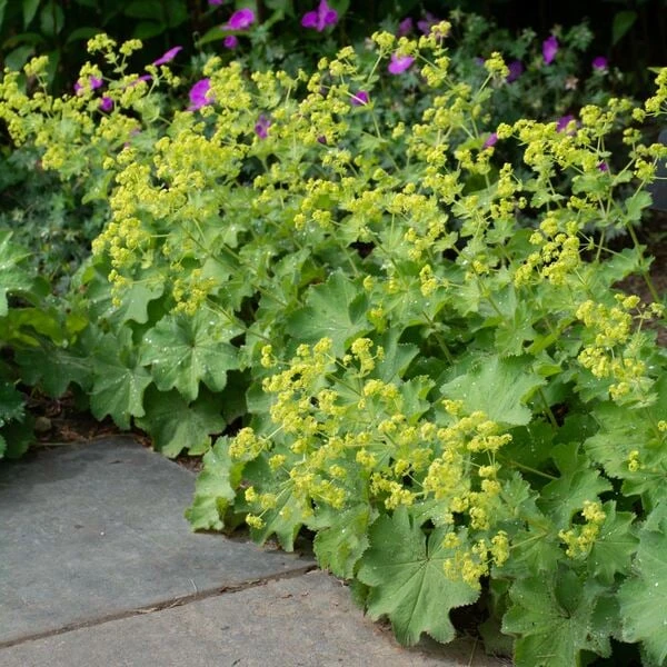 Alchemilla Mollis 9 Alchemilla Mollis - Image 7