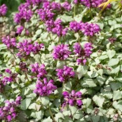 Lamium Maculatum 'Purple Dragon' 7 Lamium Maculatum 'Purple Dragon' -Garden Bloomy Shop x600 38550