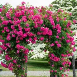 Rose 'William Baffin' -Garden Bloomy Shop x600 38667