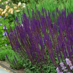 Salvia Nemorosa 'Caradonna' -Garden Bloomy Shop x600 38669