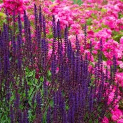 Salvia Nemorosa 'Caradonna' -Garden Bloomy Shop x600 38670