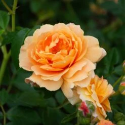 Rose At Last® -Garden Bloomy Shop x600 38676