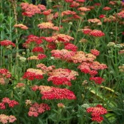 Achillea Millefolium 'Paprika' -Garden Bloomy Shop x600 38681
