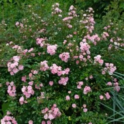 Rose 'The Fairy' -Garden Bloomy Shop x600 38719