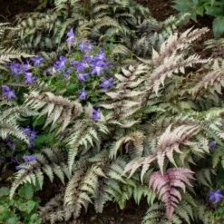 Athyrium Niponicum Var. Pictum - Japanese Painted Fern -Garden Bloomy Shop x600 38721