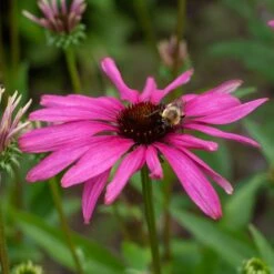 Echinacea Butterfly™ 'Purple Emperor' 7 Echinacea Butterfly™ 'Purple Emperor' -Garden Bloomy Shop x600 38728