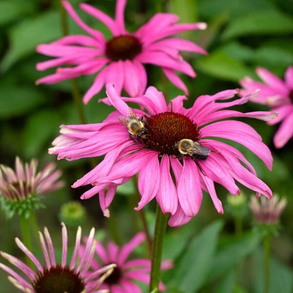Echinacea Butterfly™ 'Purple Emperor' 5 Echinacea Butterfly™ 'Purple Emperor' - Image 3