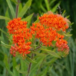 Asclepias Tuberosa 13 Asclepias Tuberosa -Garden Bloomy Shop x600 38732