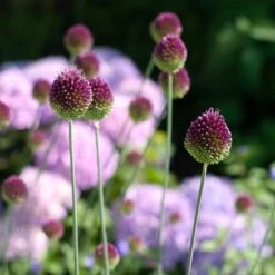 Allium Sphaerocephalon -Garden Bloomy Shop x600 38764