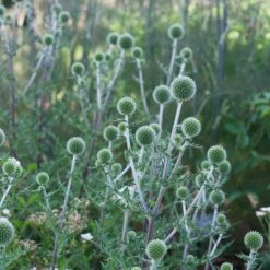 Echinops Sphaerocephalus 'Arctic Glow' -Garden Bloomy Shop x600 38766