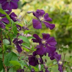 Clematis 'Etoile Violette' -Garden Bloomy Shop x600 38783