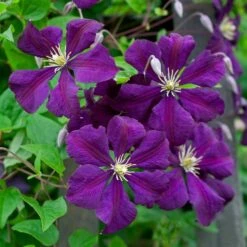 Clematis 'Etoile Violette' -Garden Bloomy Shop x600 38785