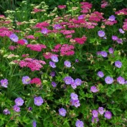 Geranium Rozanne® 17 Geranium Rozanne® -Garden Bloomy Shop x600 38786
