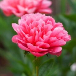 Peony 'Lorelei' -Garden Bloomy Shop x600 38788